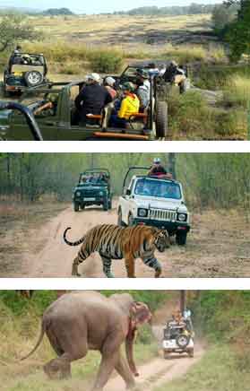 Safari in Ranthambhore National park