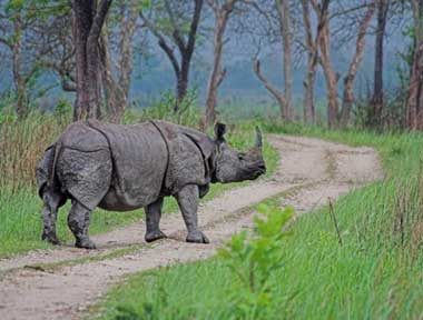 The Rhino Land North East of India Tour Packages