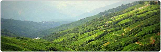 Green Dooars Sikkim and Darjeeling tour packages