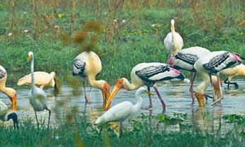 rajasthan wild life tours