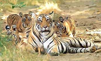 rajasthan wild life tours