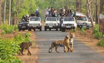 rajasthan wild life tours