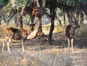 Safari in Ranthambhore National park