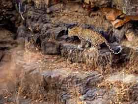 Safari in Ranthambhore National park