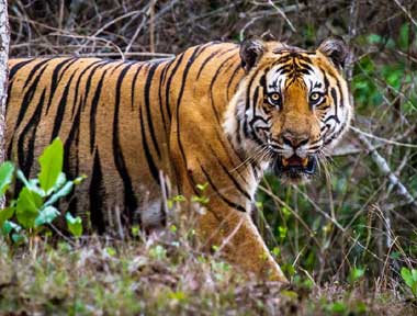 Nagarhole National Park Karnataka Tourist Destinations