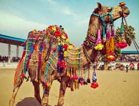 Nagaur Castle fair with Camel Safari