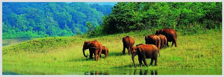 Periyar Travel Guide