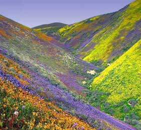 Valley of Flowers Tour